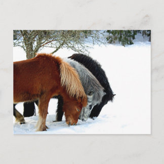 IslandsHästar - Häst Postcard