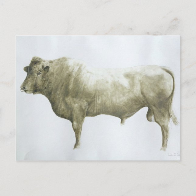 Islay Bull 2004 Postcard (Front)