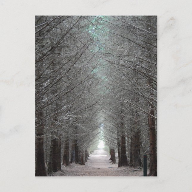 Isle of Mull Forest Postcard (Front)