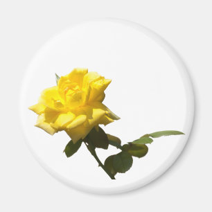 Isolate Yellow rose Magnet