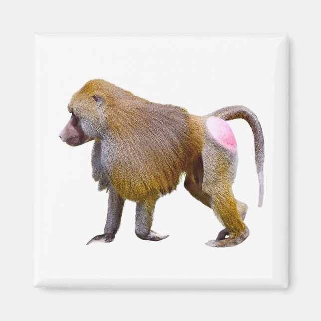 Isolated baboon walking postcard square sticker magnet (Front)