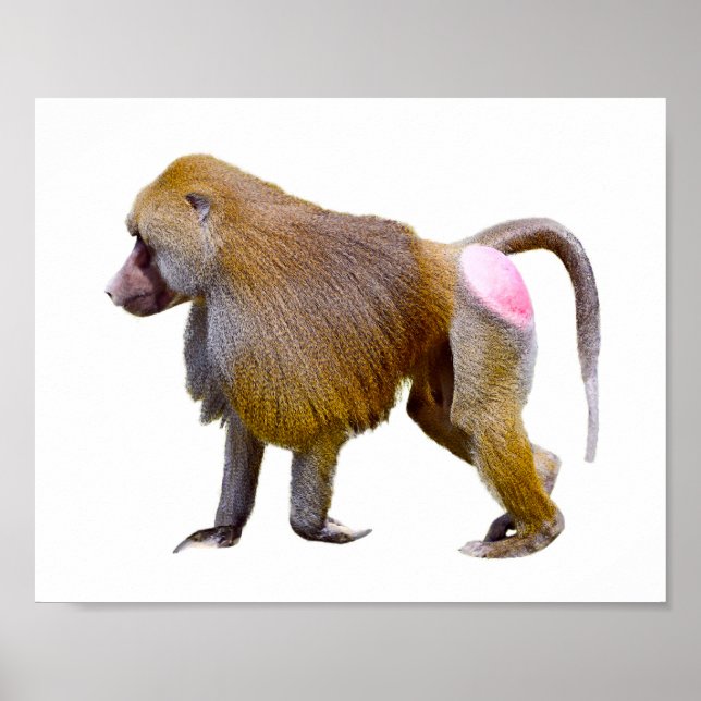 Isolated baboon walking postcard square sticker poster (Front)
