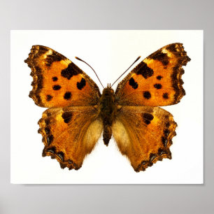 Isolated Blackleg Tortoiseshel butterfly Postcard  Poster