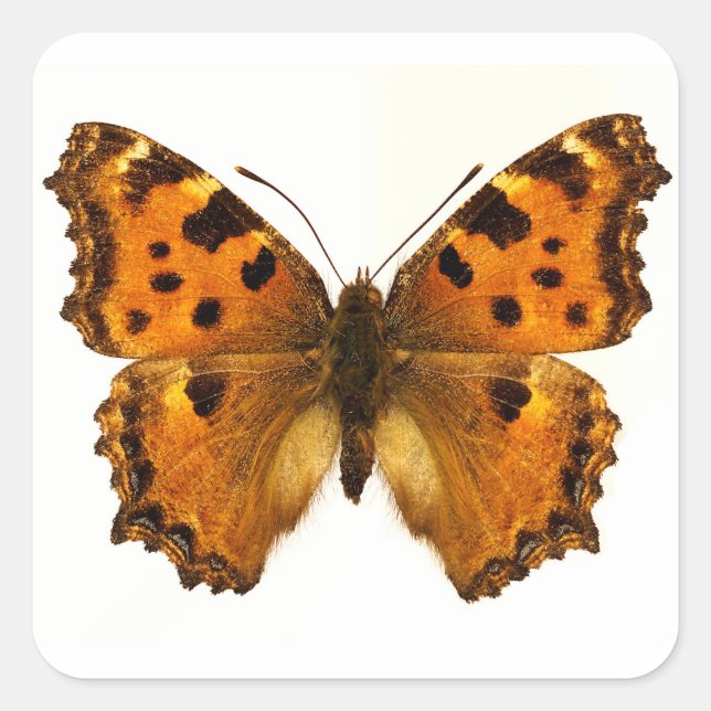Isolated Blackleg Tortoiseshel butterfly Postcard Square Sticker (Front)