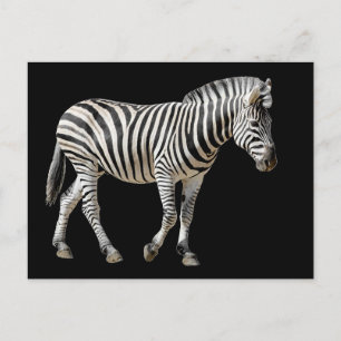 Isolated Burchell Zebra Postcard