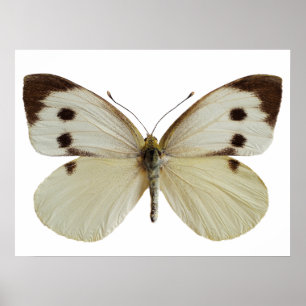 Isolated female Large White butterfly Poster