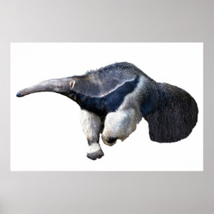Isolated giant Anteater walking Postcard T-Shirt Poster