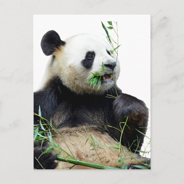 Isolated giant panda eating bamboo postcard (Front)
