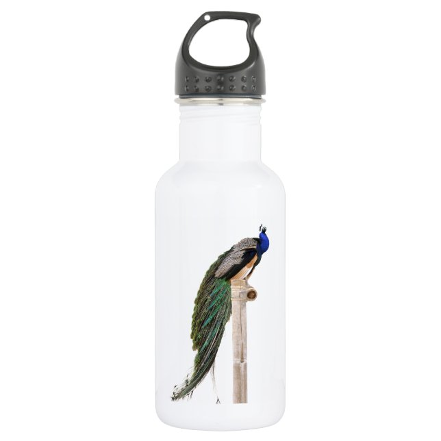 Isolated Indian Peafowl on perch 532 Ml Water Bottle (Front)