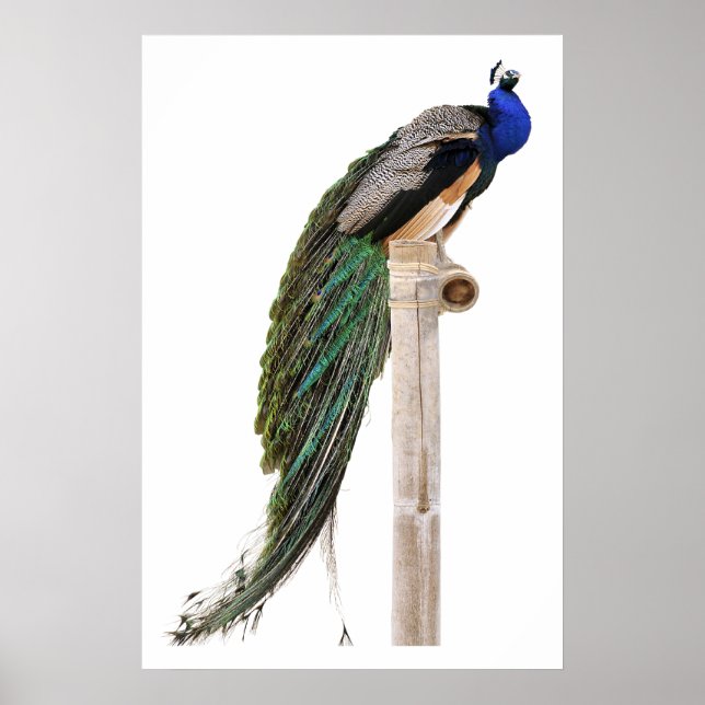 Isolated Indian Peafowl on perch Poster (Front)