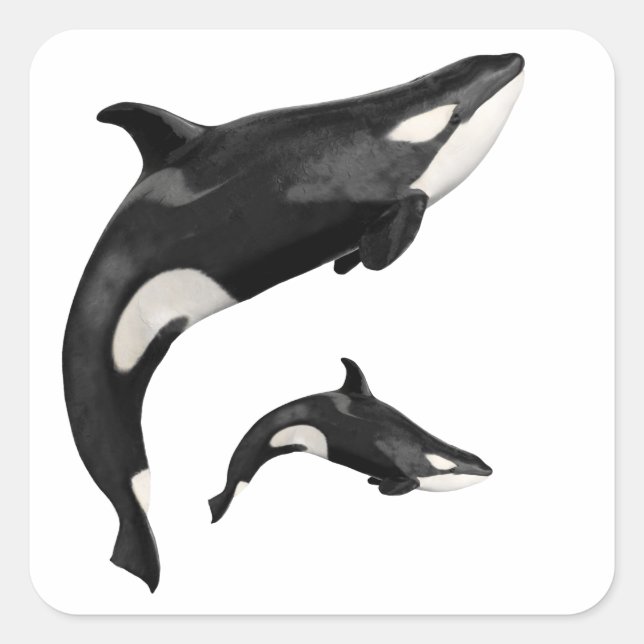 Isolated killer whale square sticker (Front)