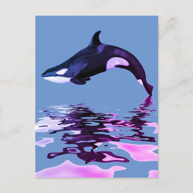 Isolated killer whale with reflection postcard (Front)