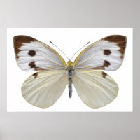 Isolated Large White butterfly PNG