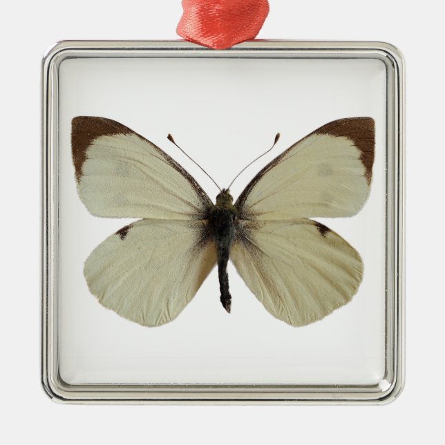 Isolated male Large White butterfly   Metal Tree Decoration (Front)