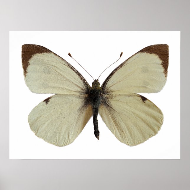 Isolated male Large White butterfly Poster (Front)