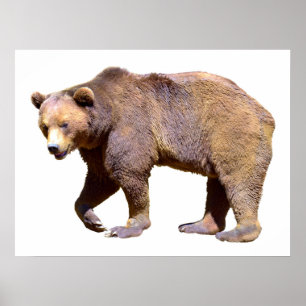 Isolated of brown bear postcard square sticker T-S Poster