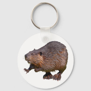 Isolated of North American Beaver Postcard Square Key Ring