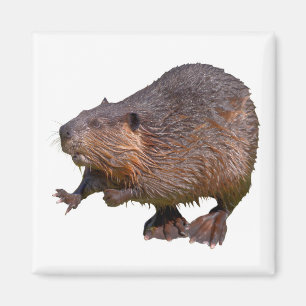 Isolated of North American Beaver Postcard Square  Magnet
