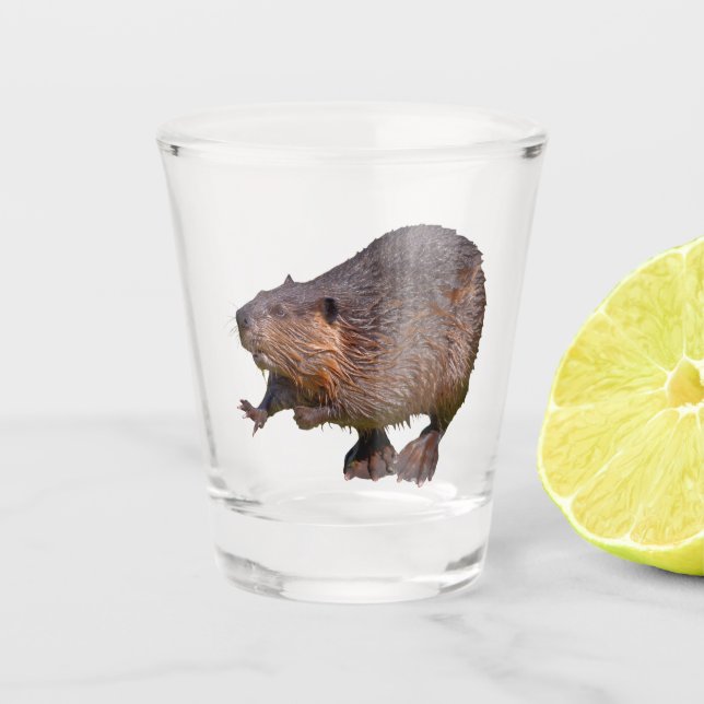 Isolated of North American Beaver Shot Glass (Front)