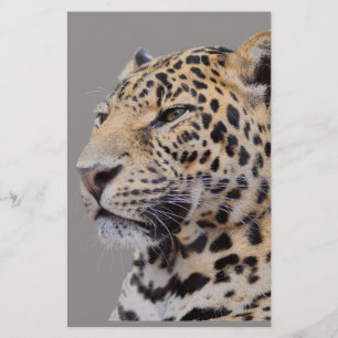 Isolated portrait of Leopard Stationery