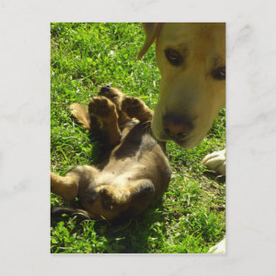 It wasn't me postcard