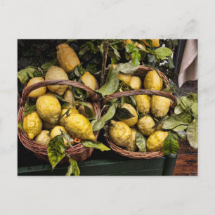 Italian Amalia Lemons in a Basket Postcard