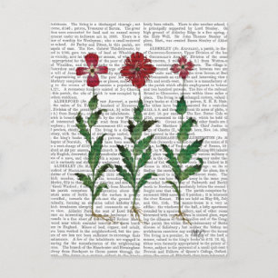 Italian Carnation 1 Postcard