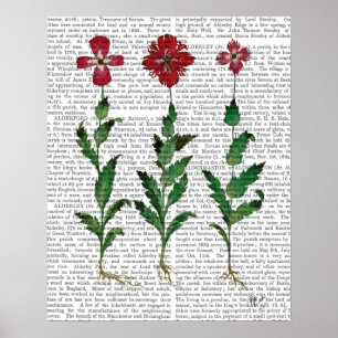 Italian Carnation 1 Poster