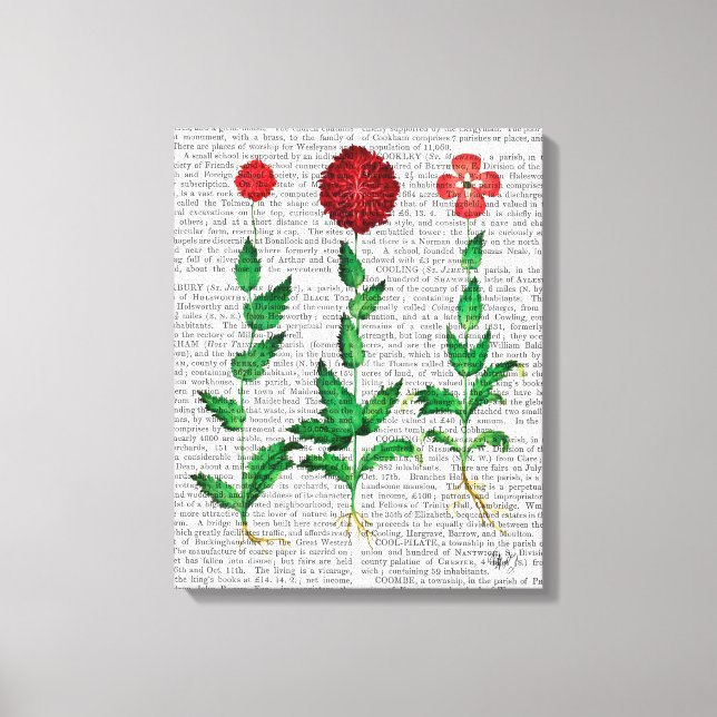 Italian Carnation 2 Canvas Print (Front)