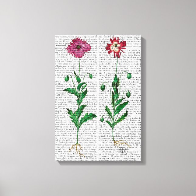 Italian Carnation 3 Canvas Print (Front)