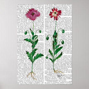 Italian Carnation 3 Poster