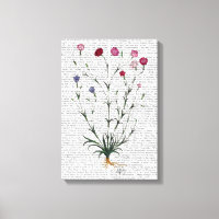 Italian Carnation 5