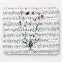 Italian Carnation 5