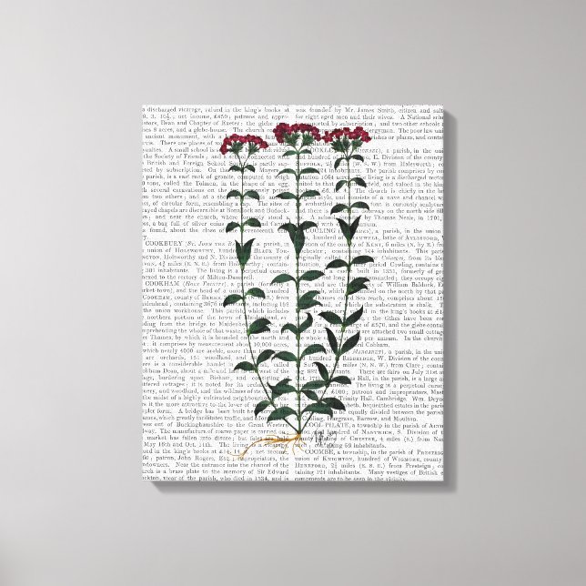 Italian Carnation Canvas Print (Front)