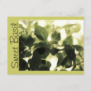 Italian Cooks! Sweet Basil, Recipe Cards, Labels Postcard