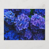 Italian Deep Blue Hydrangeas