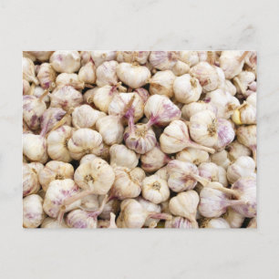 Italian Garlic Bulbs Postcard