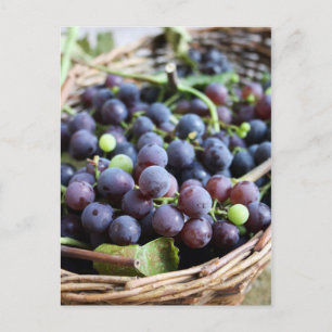 Italian Grapes Postcard