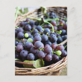 Italian Grapes Postcard
