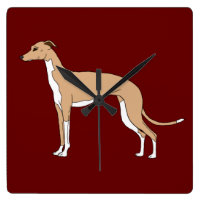 Italian Greyhound - Blue fawn
