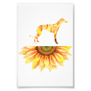 Italian Greyhound Gift Sunflower Women Photo Print