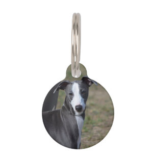 Italian Greyhound Pet Tag