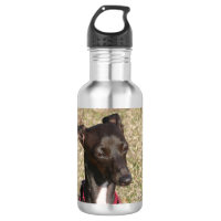 italian greyhound.png
