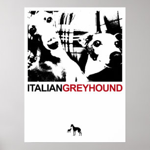 Italian Greyhound White Poster