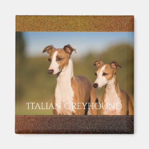 Italian Greyhounds Magnet