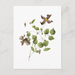 Italian leather flower(Clematis) by Redouté Postcard
