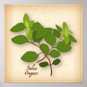 Italian Oregano Herb Poster
