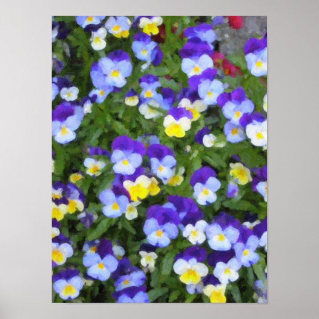 Italian Pansies Poster (Front)