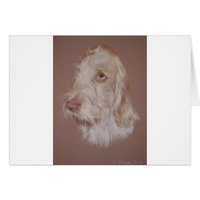Italian Spinone (Front Horizontal)