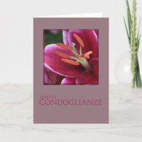 Italian Sympathy Pink Purple Lily